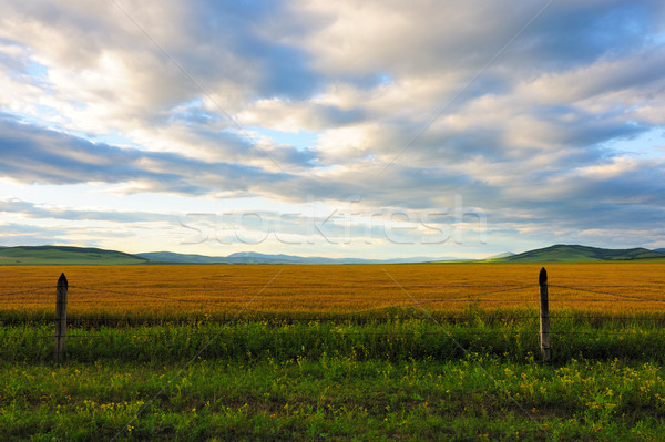 Wheat field in grassland Stock photo © raywoo
