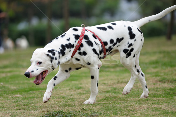 Dalmata kutya játszik gyep sétál fehér Stock fotó © raywoo