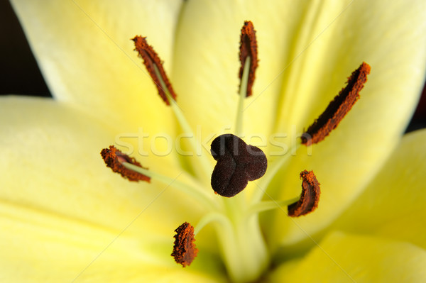 Lily flower stamen Stock photo © raywoo