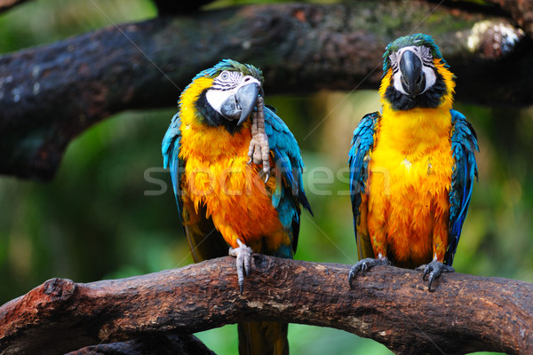 Parrot birds Stock photo © raywoo