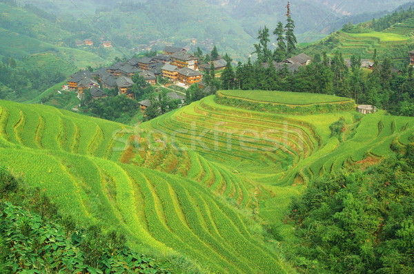 Green rice terrace in china Stock photo © raywoo