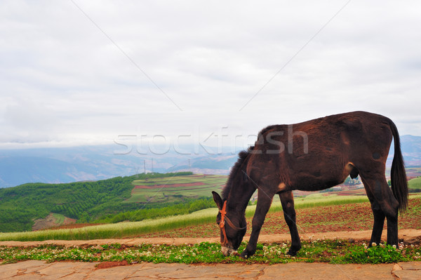 Asino campo panorama terra farm relax Foto d'archivio © raywoo