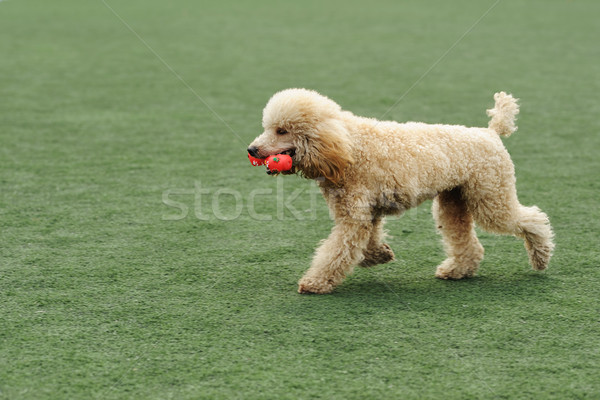 Stock photo: Poodle dog running