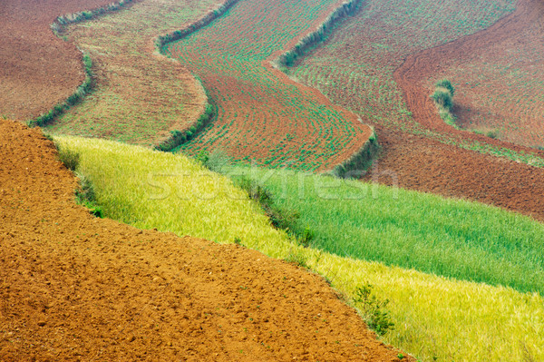 Wheat field Stock photo © raywoo