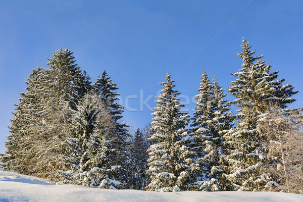 [[stock_photo]]: Forêt · hiver · couvert · neige · ciel · bois