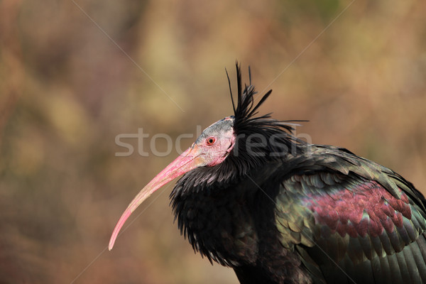 Profile of a Northern Bald Ibis Stock photo © RazvanPhotography