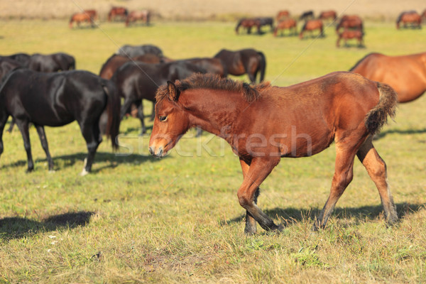 Herd Of Horses Stock photo © RazvanPhotography