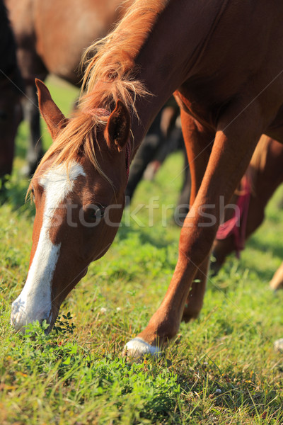 Foto stock: Cavalo · retrato · verde · campo · olho · fazenda