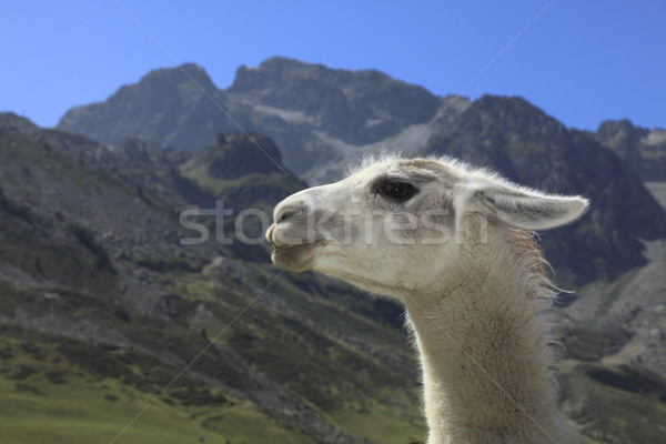 Lama profile and Pyrenees Mountains Stock photo © RazvanPhotography