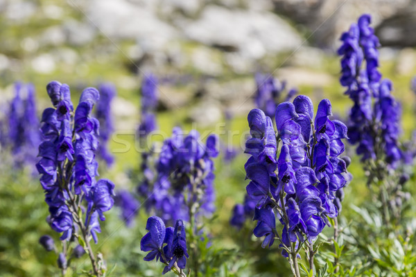 Groß Höhe Wildblumen Bild violett Stock foto © RazvanPhotography