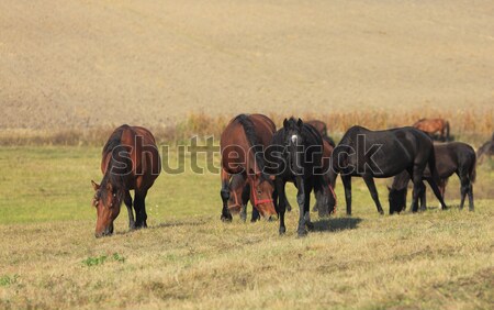 Cavalli autunno campo natura gruppo Foto d'archivio © RazvanPhotography