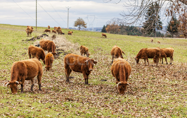 Salers Cattles Grazing Stock photo © RazvanPhotography