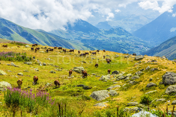 Nyáj tehenek magas magasság Alpok természet Stock fotó © RazvanPhotography