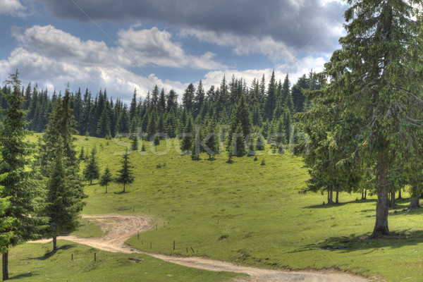 Hiking footpath Stock photo © RazvanPhotography