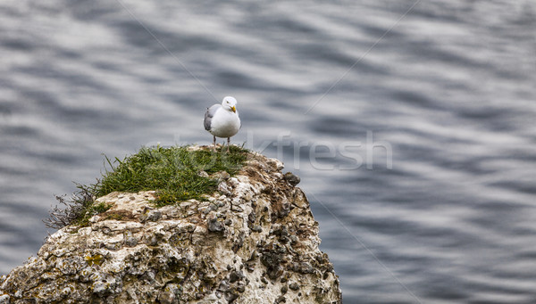 The European Herring Gull on the Etretat Cliffs Stock photo © RazvanPhotography