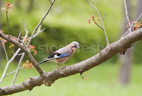 Forêt oiseau plumes branche extérieur [[stock_photo]] © RazvanPhotography