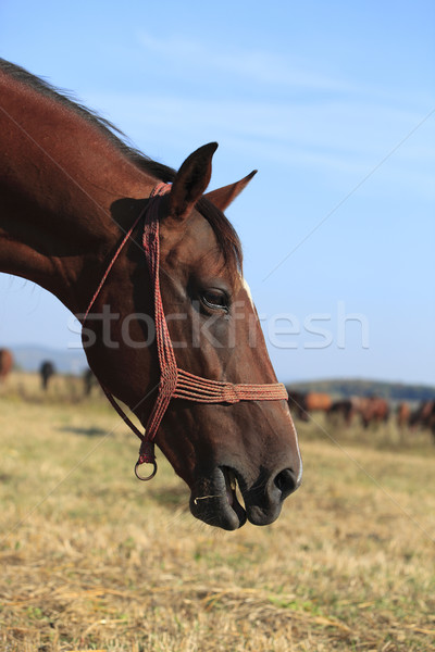 Stock photo: Profile Of A Horse