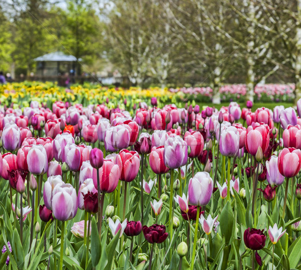 Tulipán kert színes kép tavasz húsvét Stock fotó © RazvanPhotography