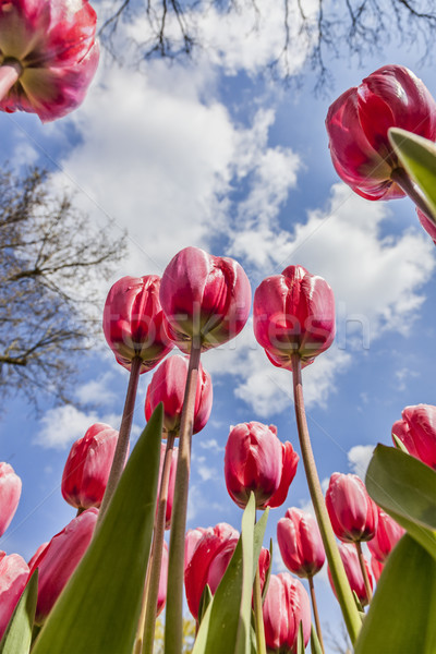 Foto stock: Dentro · tulipanes · campo · imagen · primavera