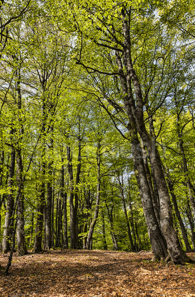 美しい 緑 森林 落葉性の 春 山 ストックフォト © RazvanPhotography