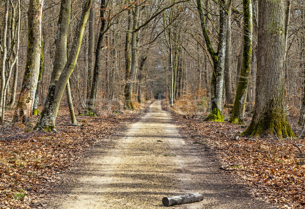 Footpath in a Forest Stock photo © RazvanPhotography
