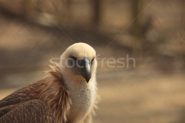 Aquila ritratto guardando occhi natura Foto d'archivio © RazvanPhotography