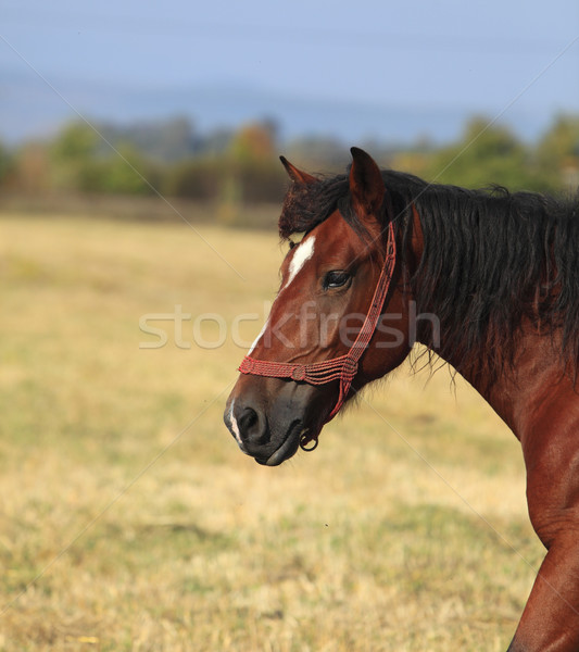 Photo stock: Profile · cheval · troupeau · chevaux · bleu · ferme