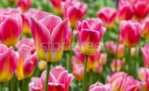 Foto d'archivio: Tulipani · primo · piano · bella · rosa · tulipano · campo