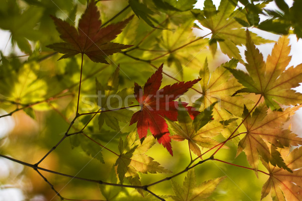 Autumn leaves background Stock photo © RazvanPhotography