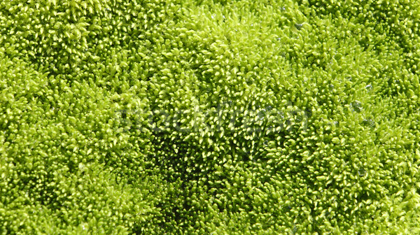 Nedves moha textúra generált részlet zöld Stock fotó © RazvanPhotography