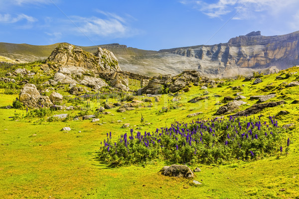 Cirque montagnes violette fleurs centre une Photo stock © RazvanPhotography