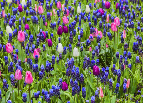 Dziedzinie kwiaty wiosną widoku kolorowy ogród Zdjęcia stock © RazvanPhotography