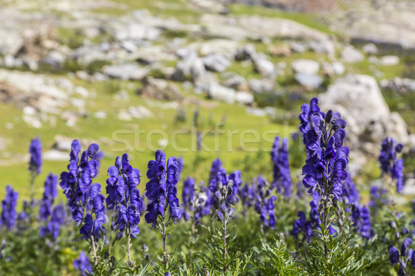 Stockfoto: Hoog · hoogte · afbeelding · violet