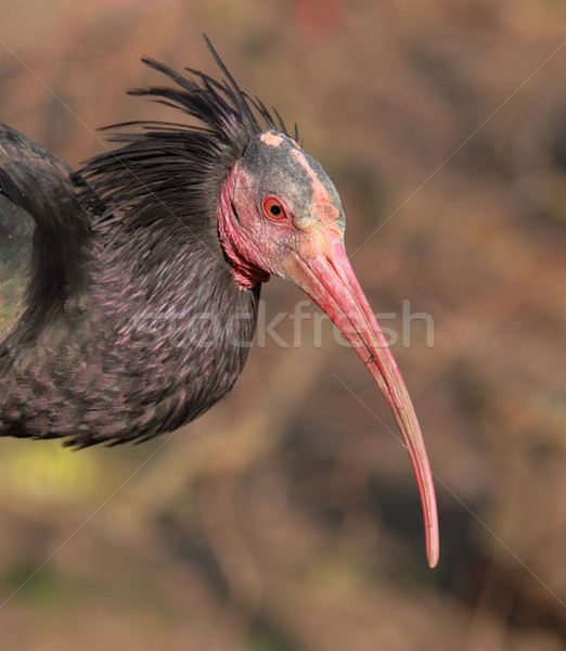 Portrait of a Northern Bald Ibis Stock photo © RazvanPhotography