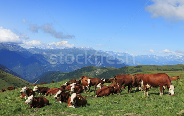 Vaches élevé altitude alpes nature été [[stock_photo]] © RazvanPhotography