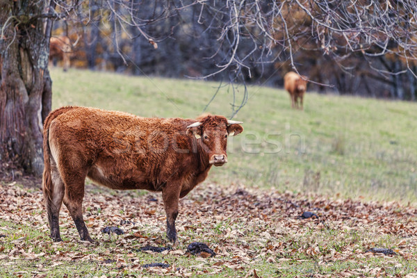 Cattle Stock photo © RazvanPhotography