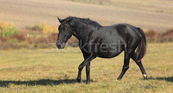 Konia piękna jesienią dziedzinie trawy charakter Zdjęcia stock © RazvanPhotography