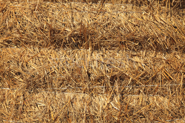 Hay texture Stock photo © RazvanPhotography