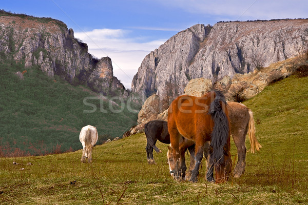 Horses Stock photo © RazvanPhotography
