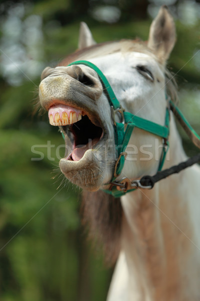 Cavallo immagine cavallo bianco focus abbassare Foto d'archivio © RazvanPhotography