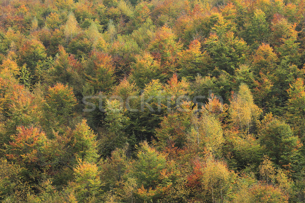 Autumn forest Stock photo © RazvanPhotography