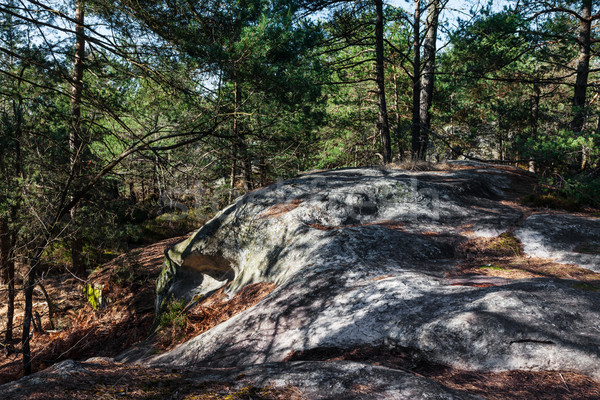 Lasu krajobraz skał sosny drzew francuski Zdjęcia stock © RazvanPhotography