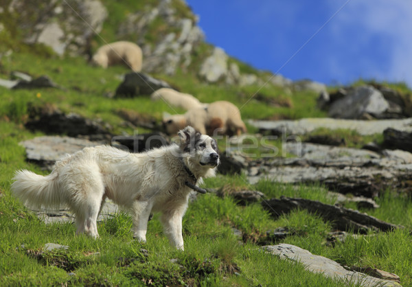 Shepherd dog Stock photo © RazvanPhotography