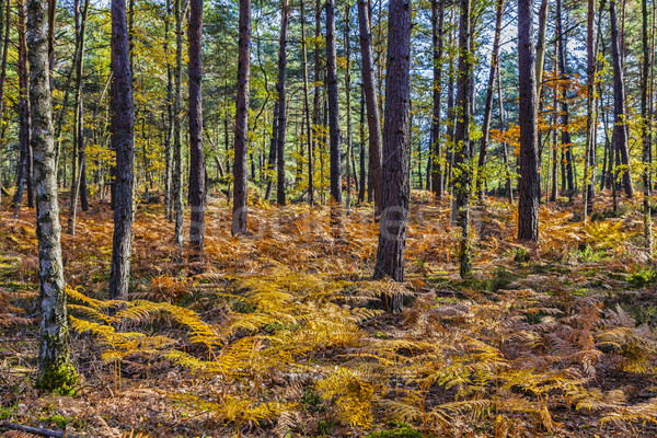 Autumn Scene in Fontainebleau Forest Stock photo © RazvanPhotography