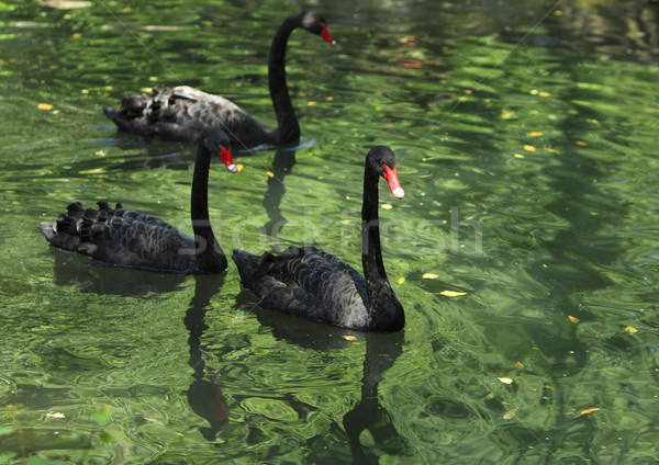 Group of black swans Stock photo © RazvanPhotography