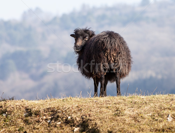 Schwarz inländischen Schafe Porträt Welt angepasst Stock foto © RazvanPhotography