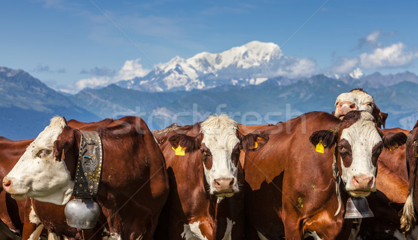 Portrait vaches élevé altitude alpes nature [[stock_photo]] © RazvanPhotography