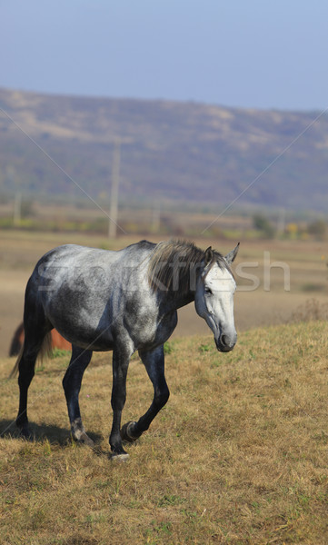 Horse Stock photo © RazvanPhotography