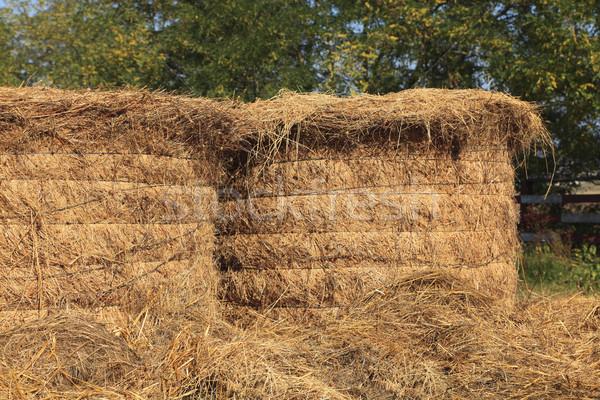 Haystacks Stock photo © RazvanPhotography
