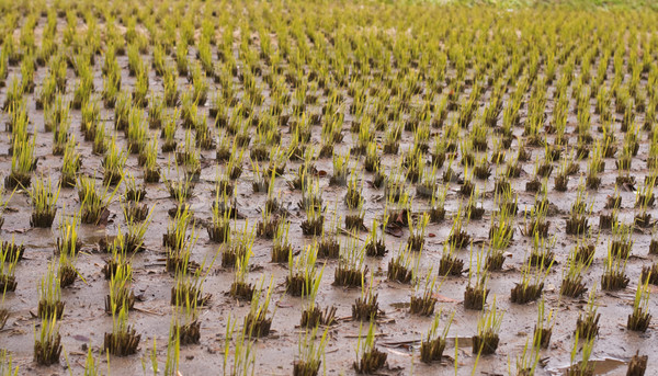 Rice culture field Stock photo © RazvanPhotography